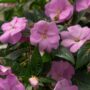 New Guinea Impatiens – Super Sonic Lavender – 12″ Hanging Basket